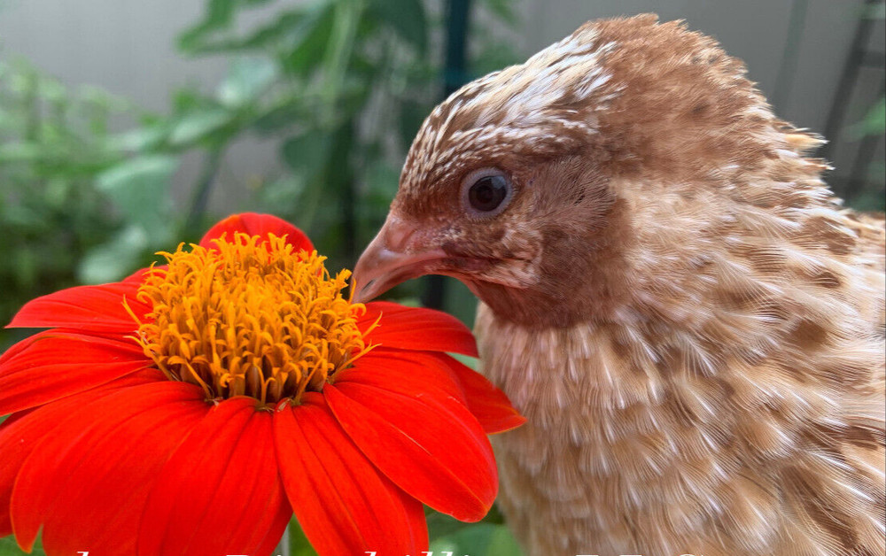 20 count Fawn Coturnix hatching eggs