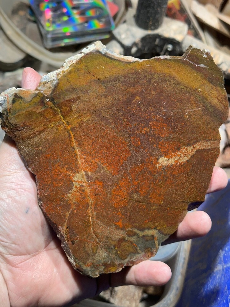 Dinosaur bone rough **hxtled large slab.