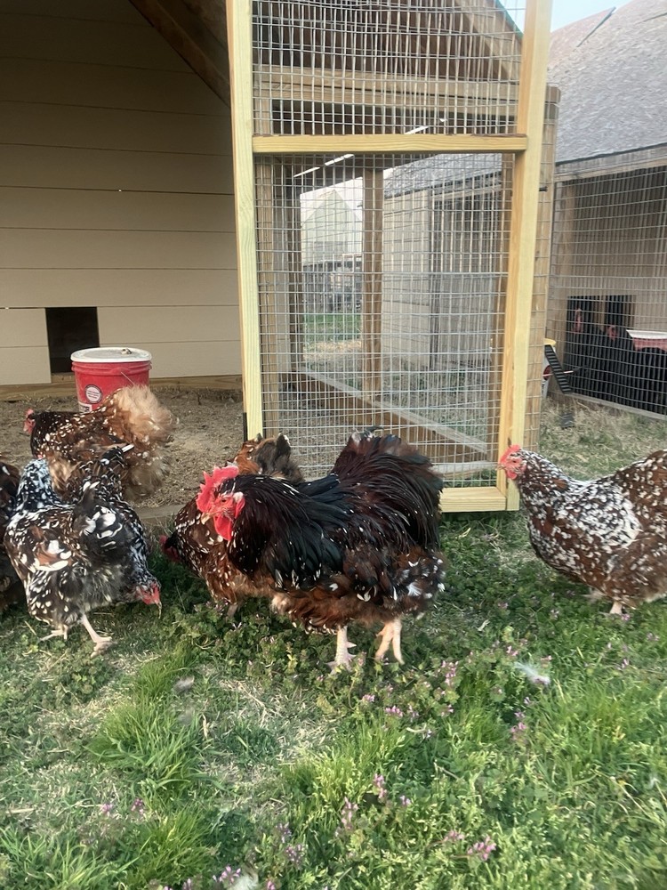 6+ Jubilee English Orpington Hatching Eggs