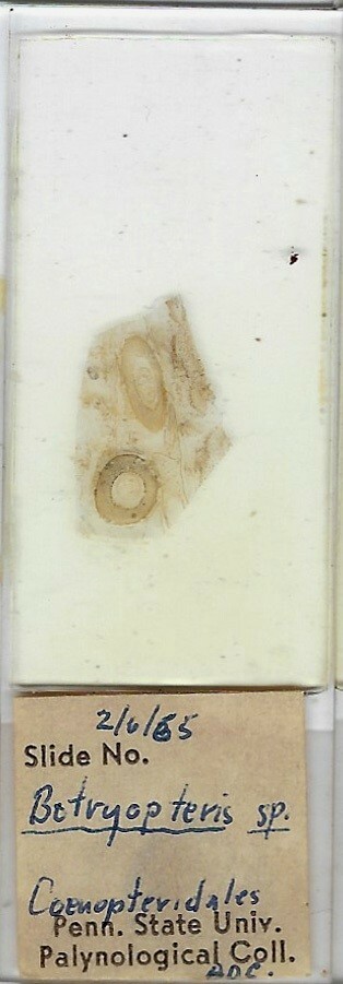 Botryopteris sp. (Coal Fossil) Microscope Slide