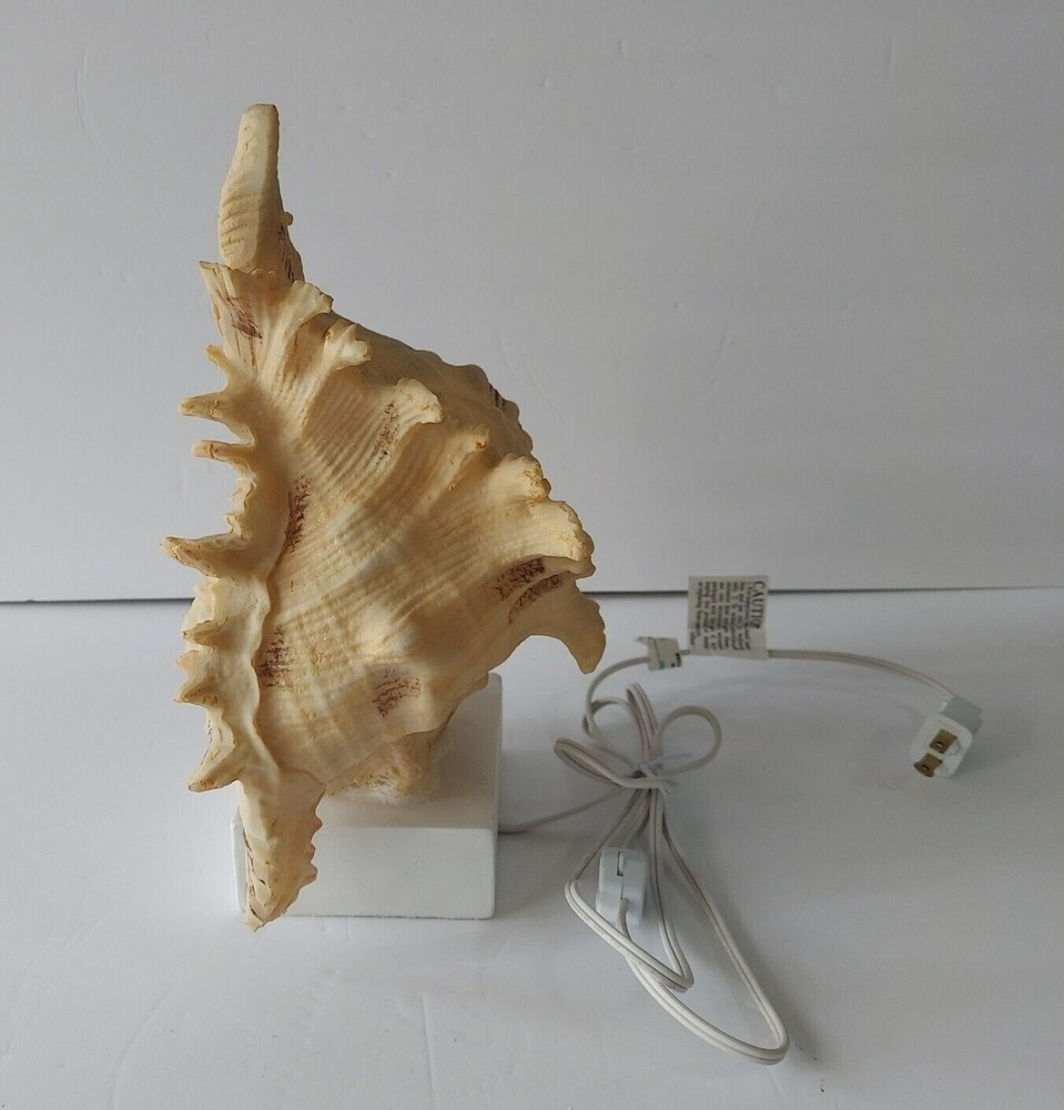 Cracker Barrel Shell Accent Light Standard 120 V Wall Outlet