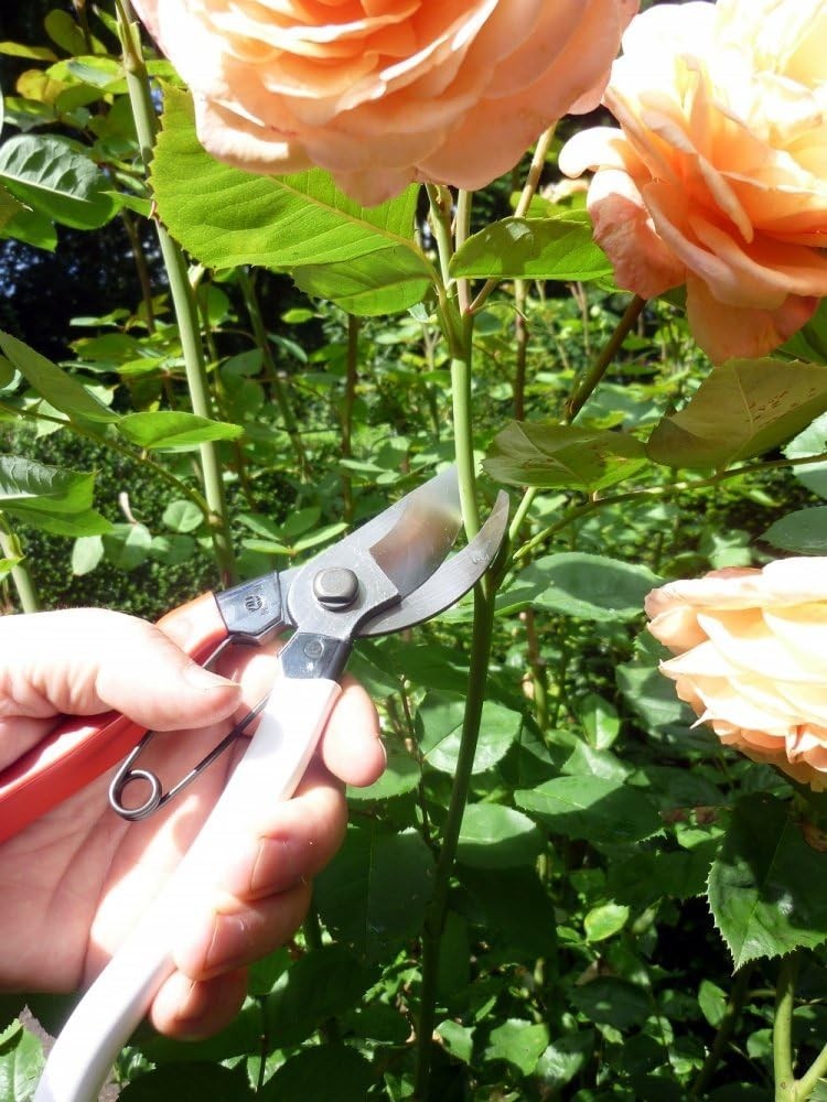 Precision Japanese Pruning Shears