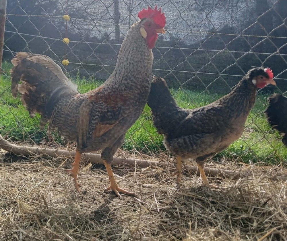 Cream Leg Bar hatching eggs