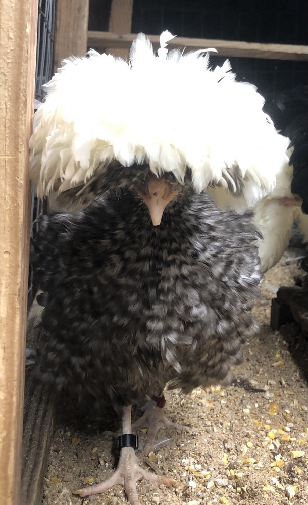 Polish Frizzle Hatching Eggs 15+ NPIP