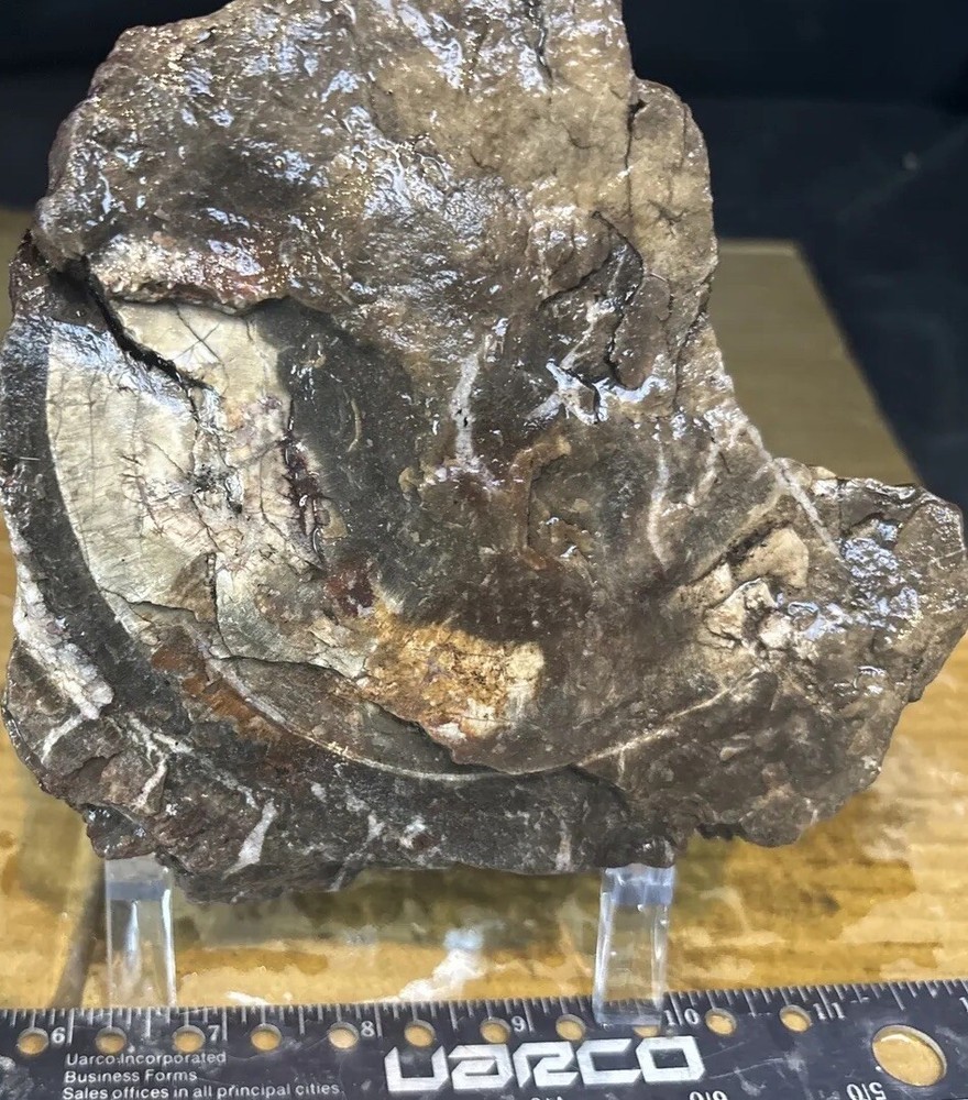 Colorful petrified wood