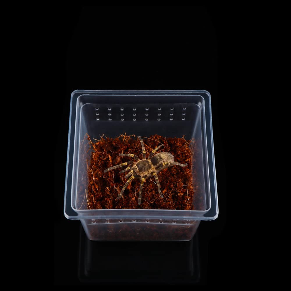 20 Pcs Spider Terrariums Breeding Box Hatching Container Acrylic Feeding Box ...