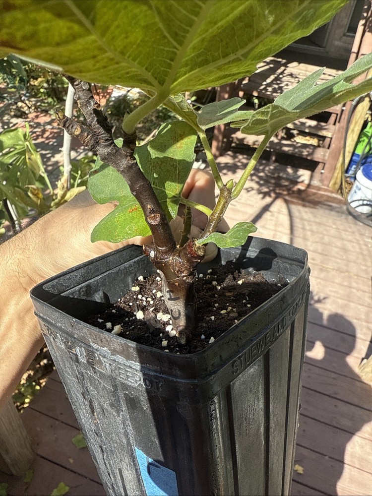 Chicago Hardy Fig Tree