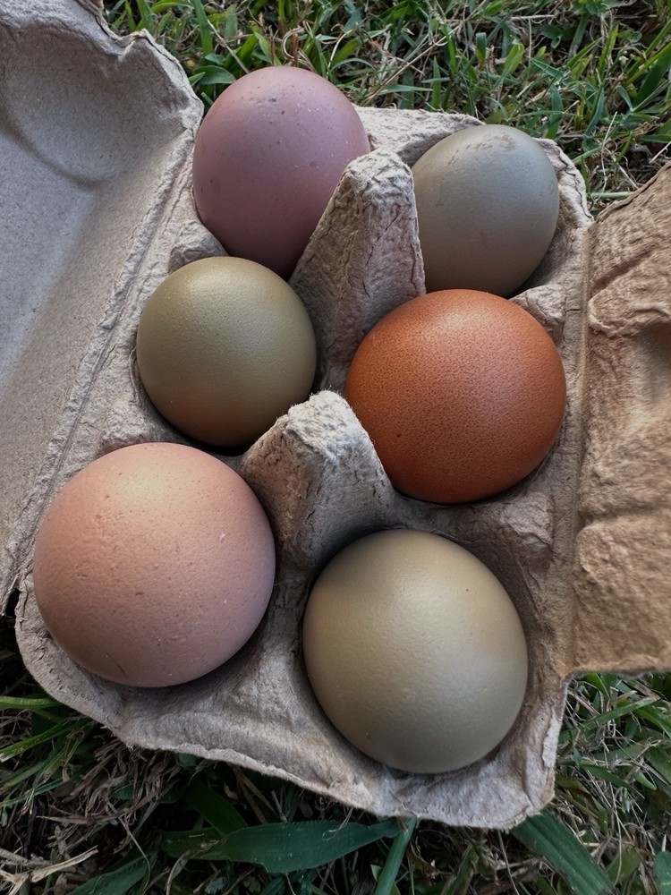 Olive Egger Hatching Eggs NPIP Certified, AI - 12 Hatching Eggs