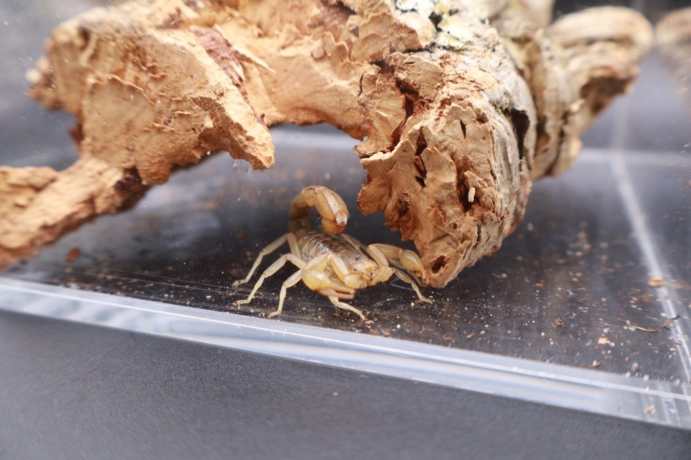 Live Striped Devil Scorpion (Paravaejovis spinigerus)