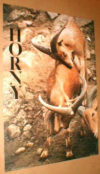 Horny Poster 1970's