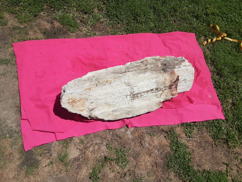 PETRIFIED LOG