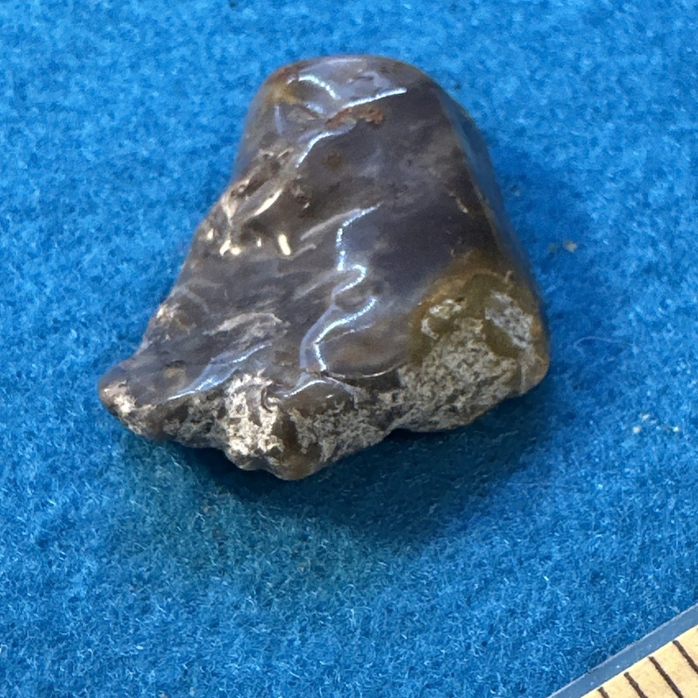 Dinosaur Coprolite (poop) Polished in Display Case