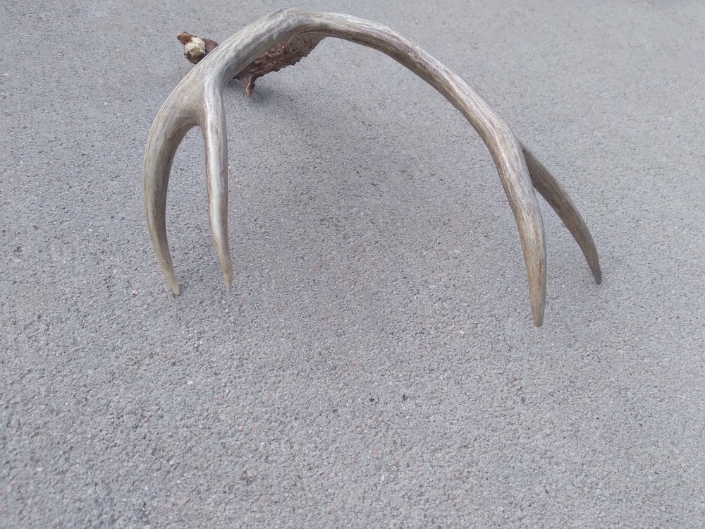 Deer Antler Shed 4 Point