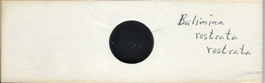 Foraminifera Bulimina rostrata Microfossil Microscope Slide