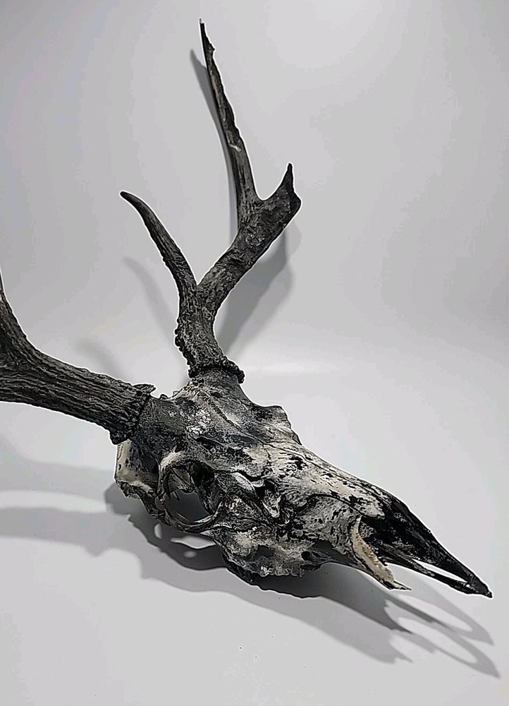 HUGE 6 Point Deer Rack And Skull