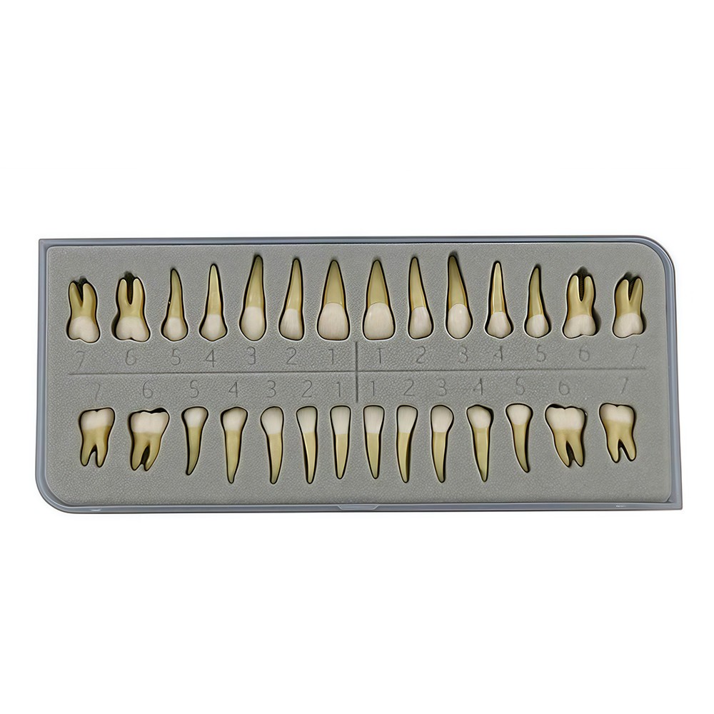 28 Resin Dental Permanent Teeth Study Tooth Model Discrete With Root Simulation
