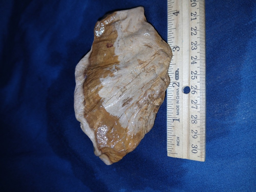 8 oz Texas Petrified Wood