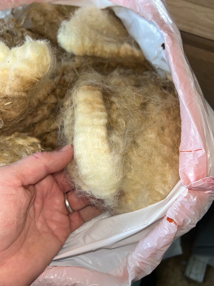 Cotswold fleece, raw wool