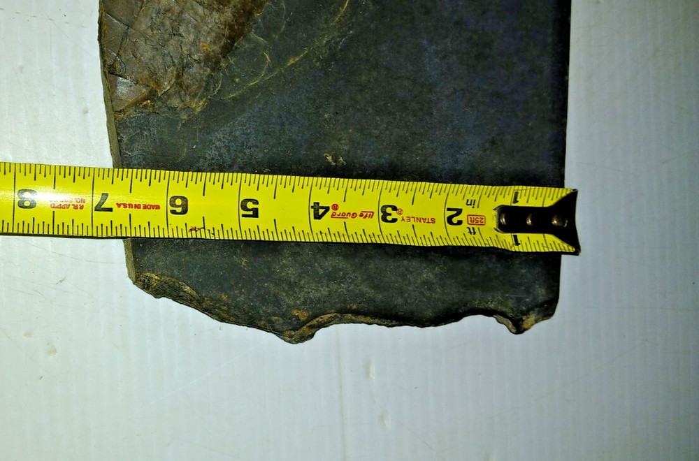 Dinosaur? Fish? Ray? Fossil