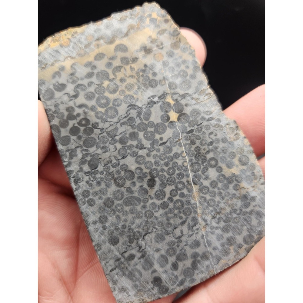 Chinese Oolite Slabs (unpolished)