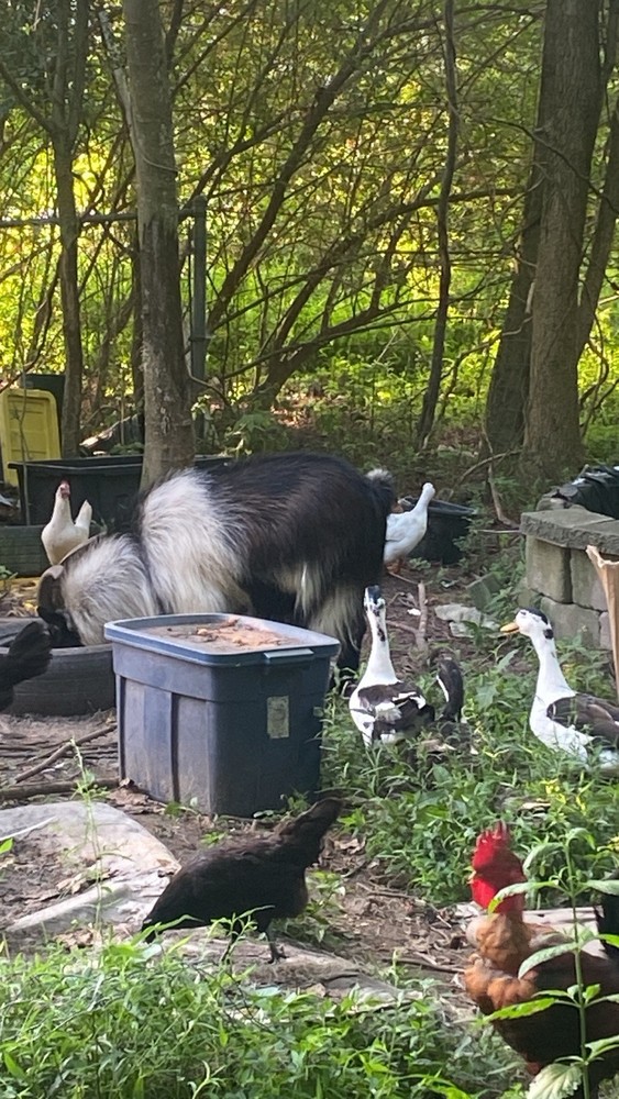 ancona duck eggs, Dozen