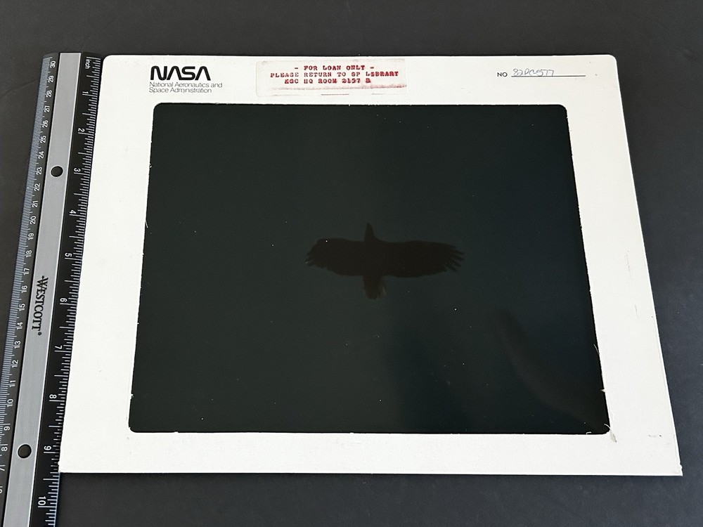 1982 NASA KSC Nature Bald Eagle in Flight Presentation Transparency-577