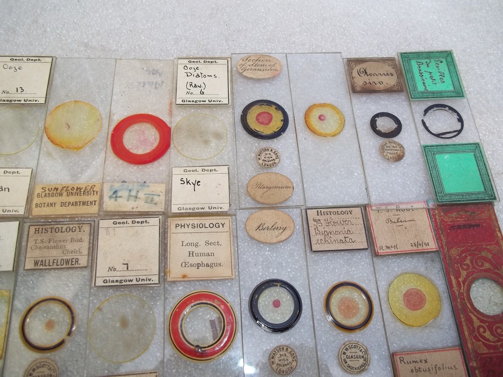 Antique Victorian Glass Microscope Slides