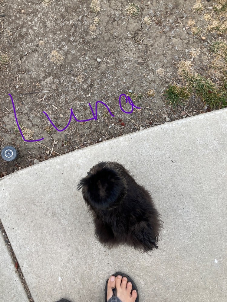 18 Silkie, Satin, Frizzle Hatching Eggs