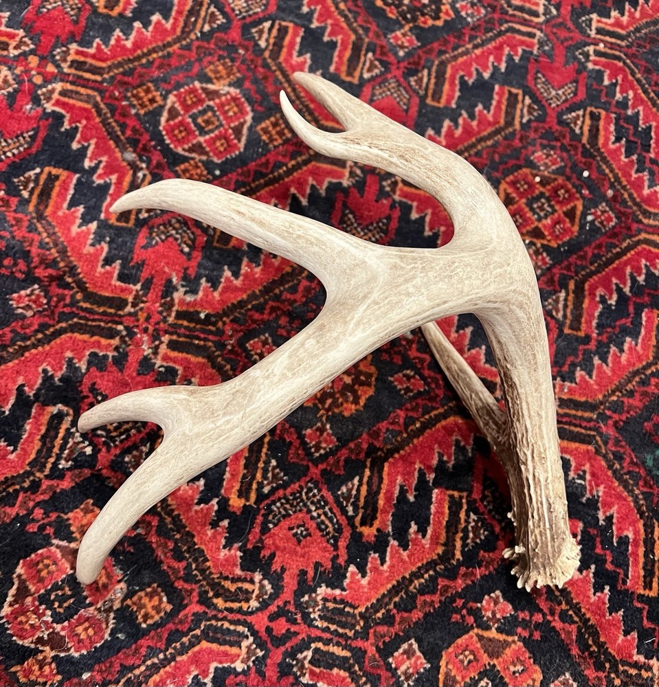 Three Large Wild Whitetail Antler Sheds