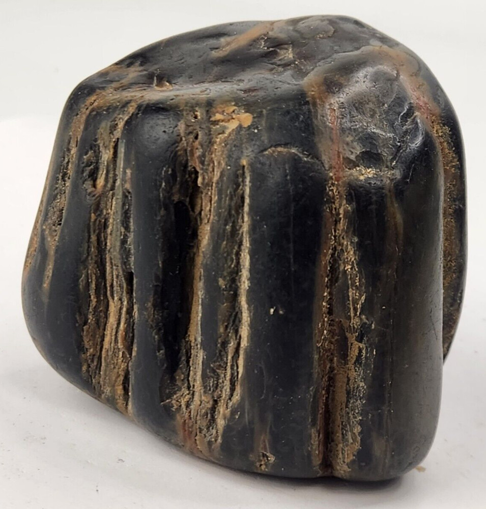 Petrified Wood Section - Unknown Age and Locality