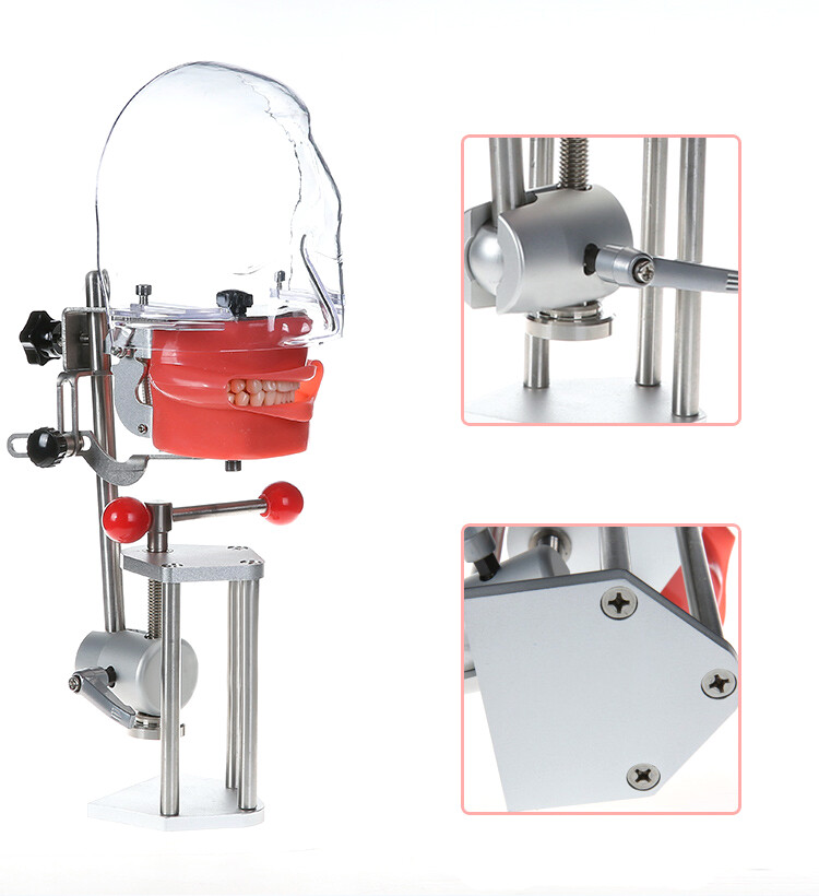 Dental Silicone Phantom Head Model&Replacement Teeth Model Manikin Head Model CE