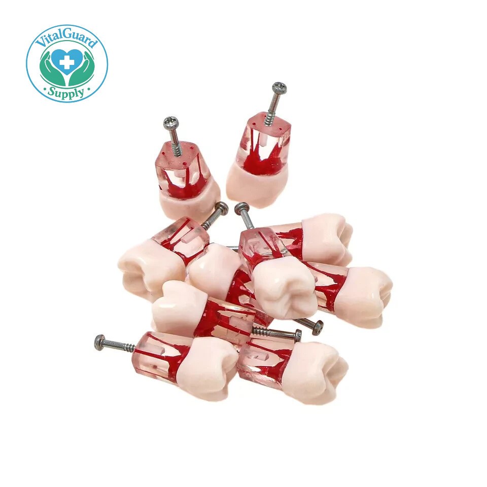 #8006 Dental Endo Root Canal Teeth Model Study RCT Practice Typodont Model 10PCS