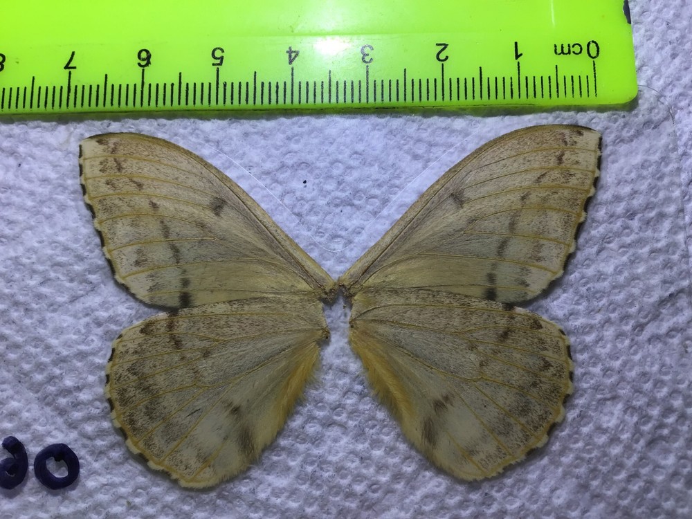 LPSA2 06 A+/ A ? Saturniidae Moths