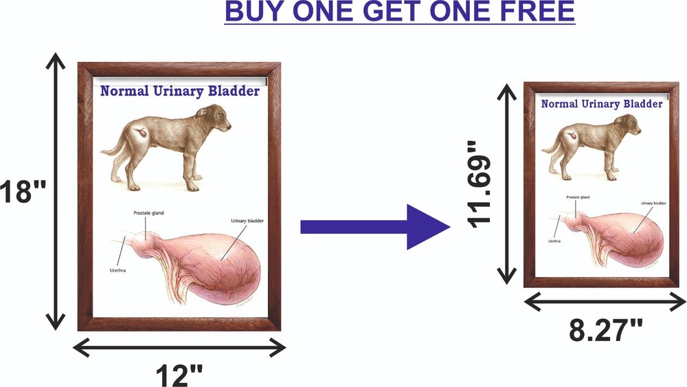 Normal Urinary Bladder Chart 12x18 inches