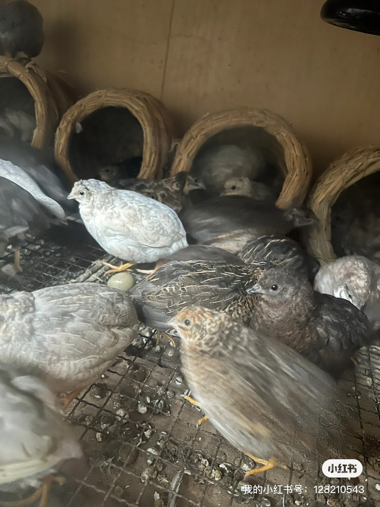 button quail hatching eggs