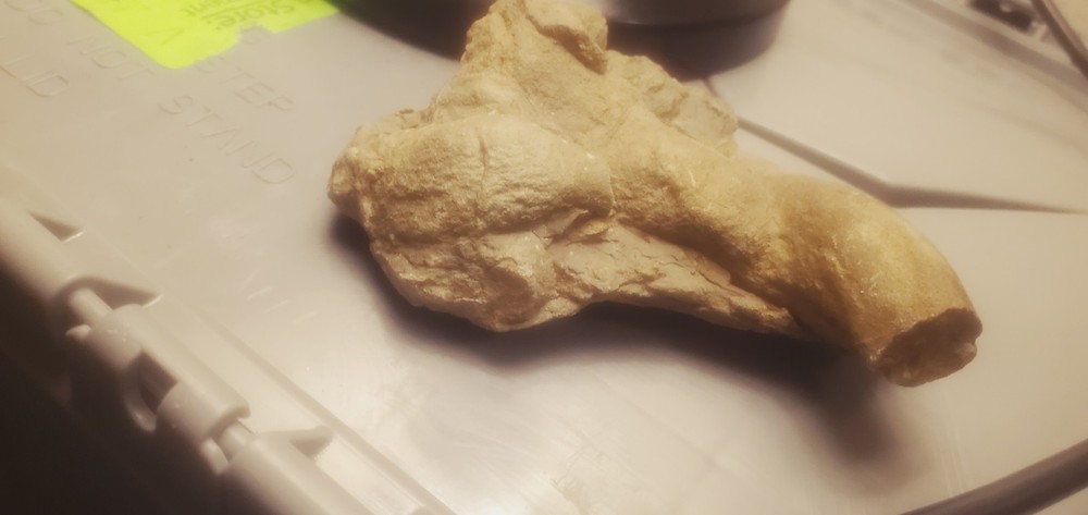 Fossil Geological