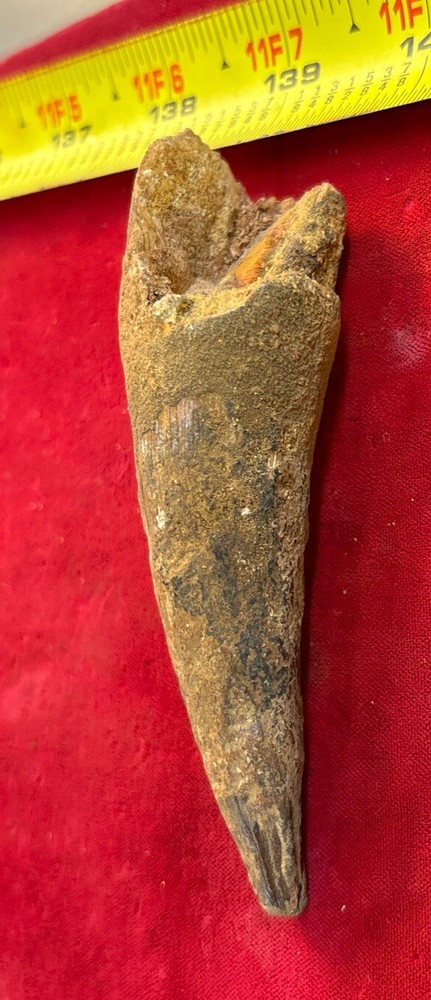 Authentic 4” Spinosaurus Tooth Fossil