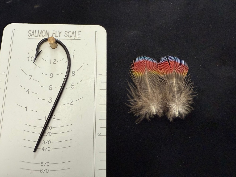 Hawk Headed Parrot Feathers