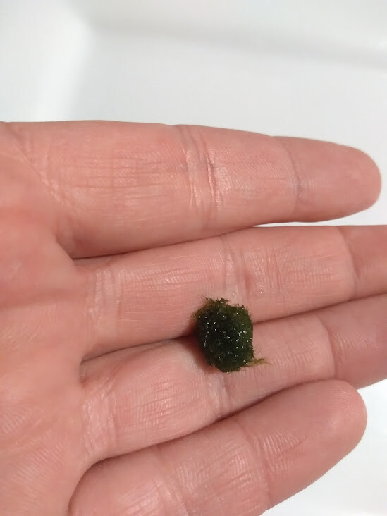 Marimo Moss Ball