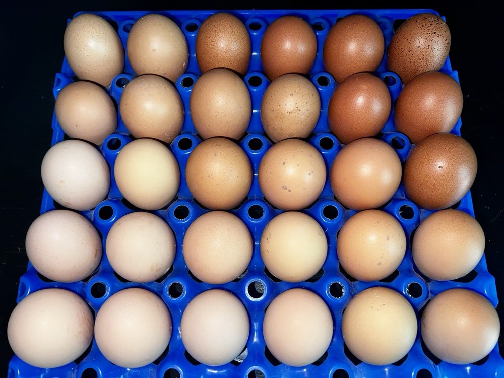 (12+) Barnyard Mix Hatching Eggs