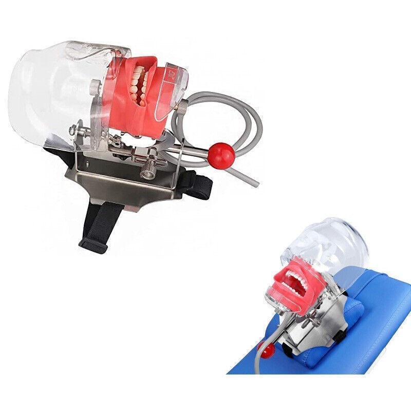 Mouth Simulator Phantom Head Teaching Model Replaceable Typodont Tooth Model