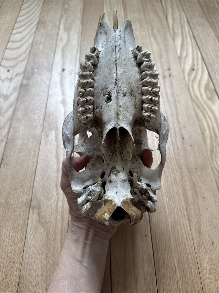 Animal Skull ? Deer Real