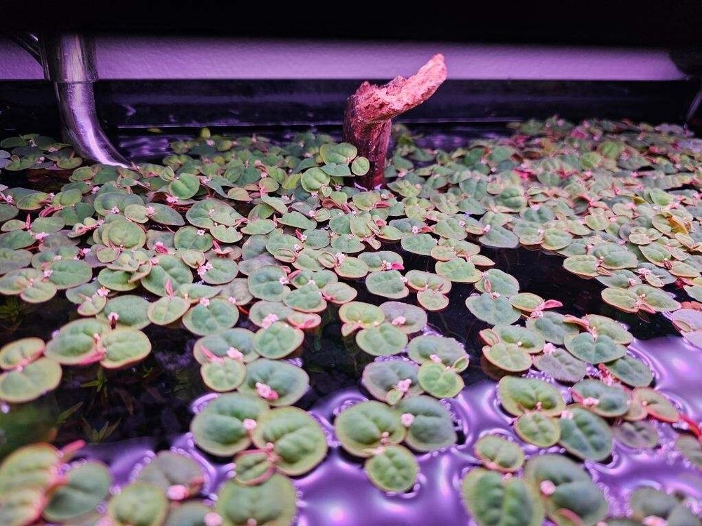 Red Root Floater (Phyllanthus Fluitans) - 5 Pack