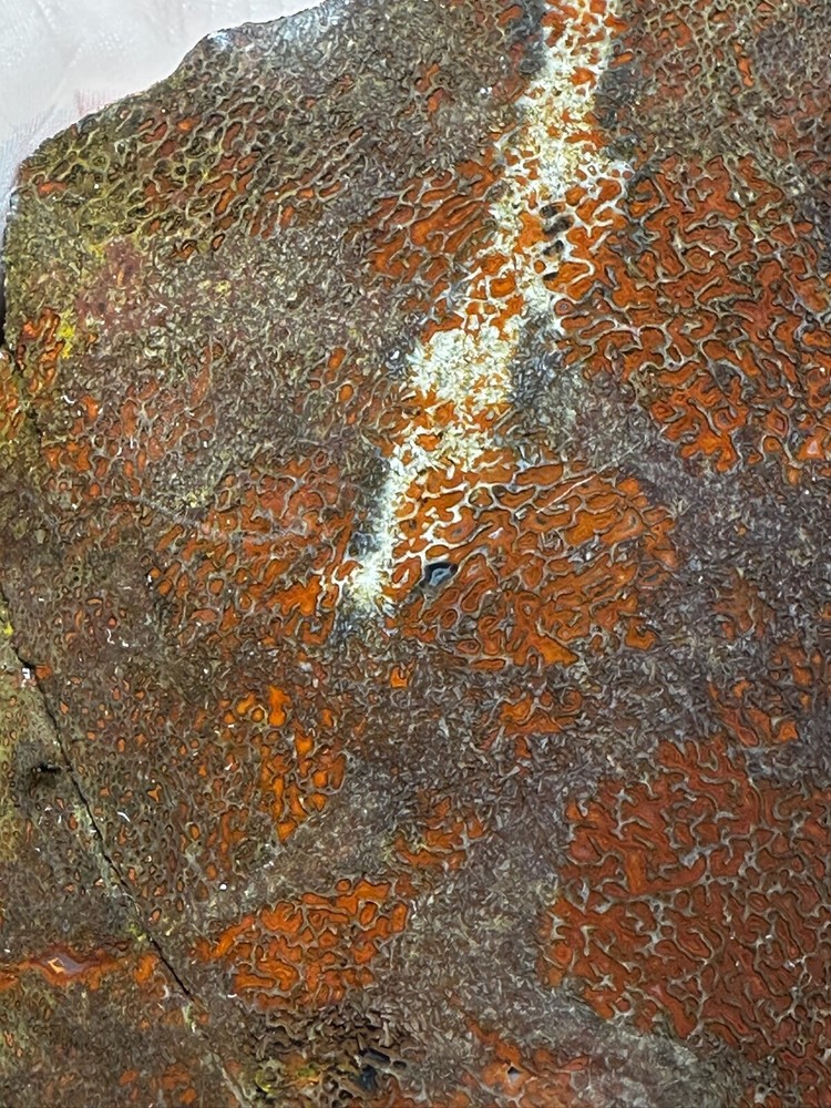 Dinosaur bone rough **hxtled large slab.