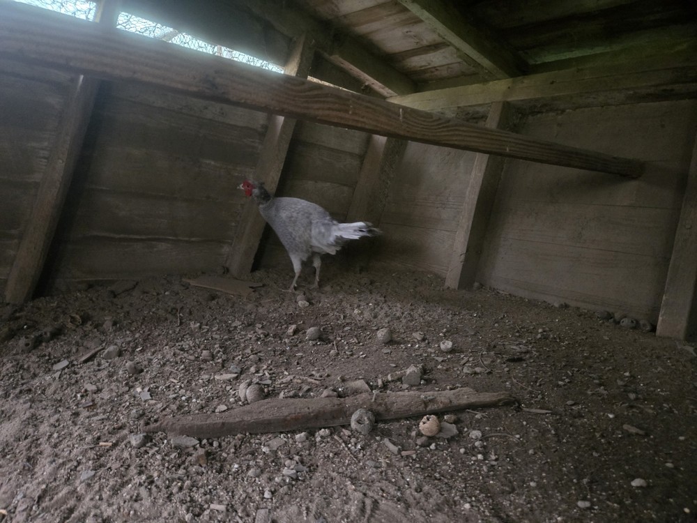 6+ Abyssinian Blue Pheasant Hatching Eggs