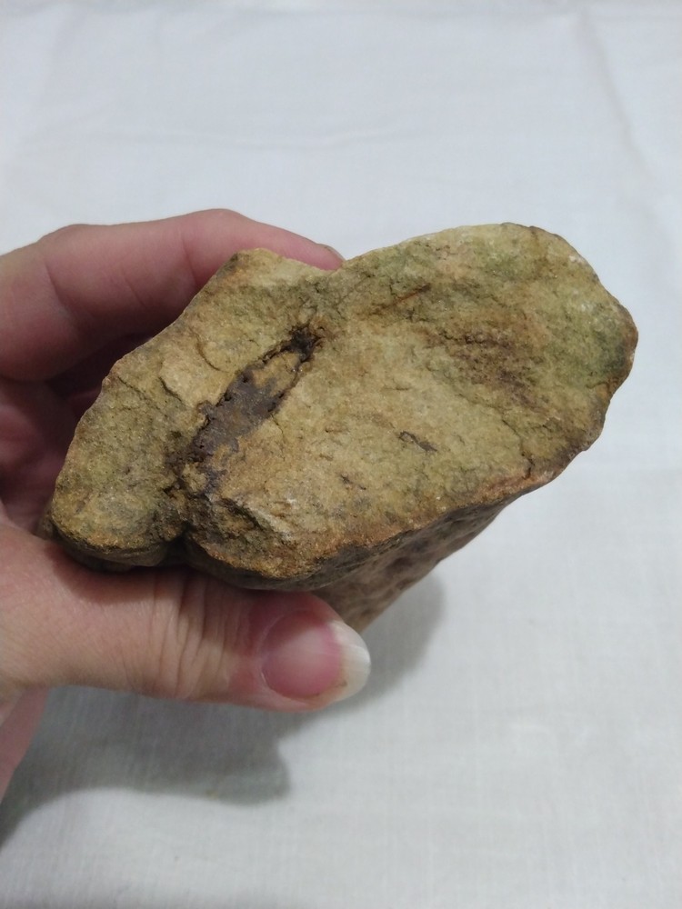 Stigmaria Fossil Root – Lepidodendron Carboniferous Lycopsid Tree Root