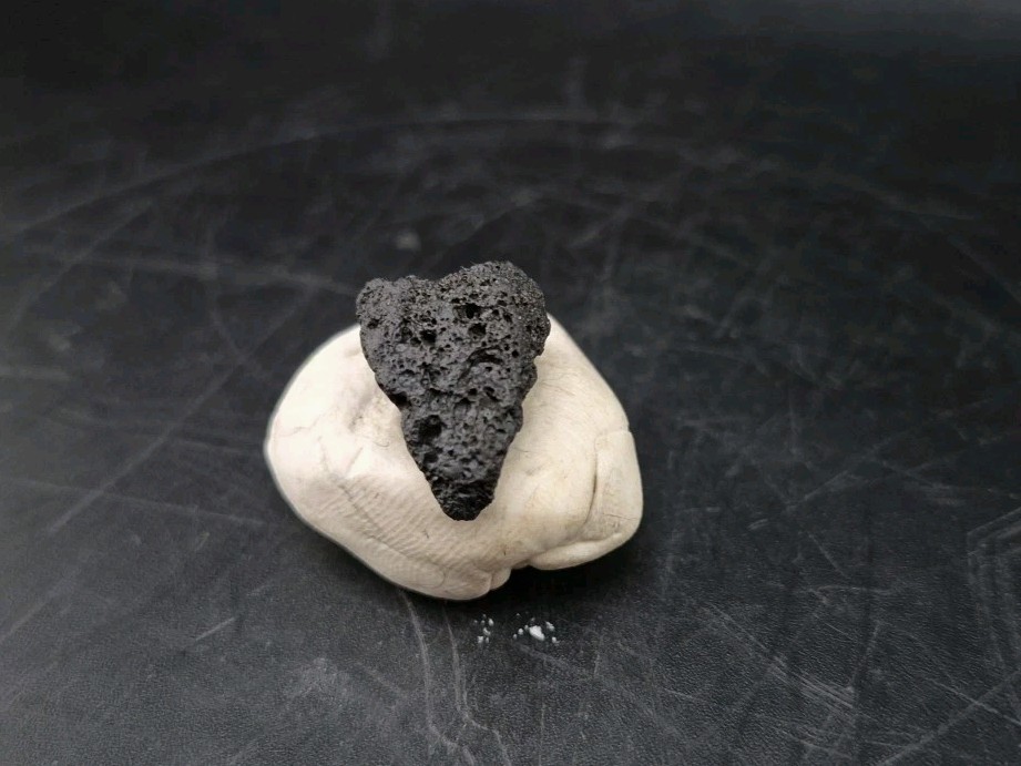 Raptor Talon Fossil Cast Fossil
