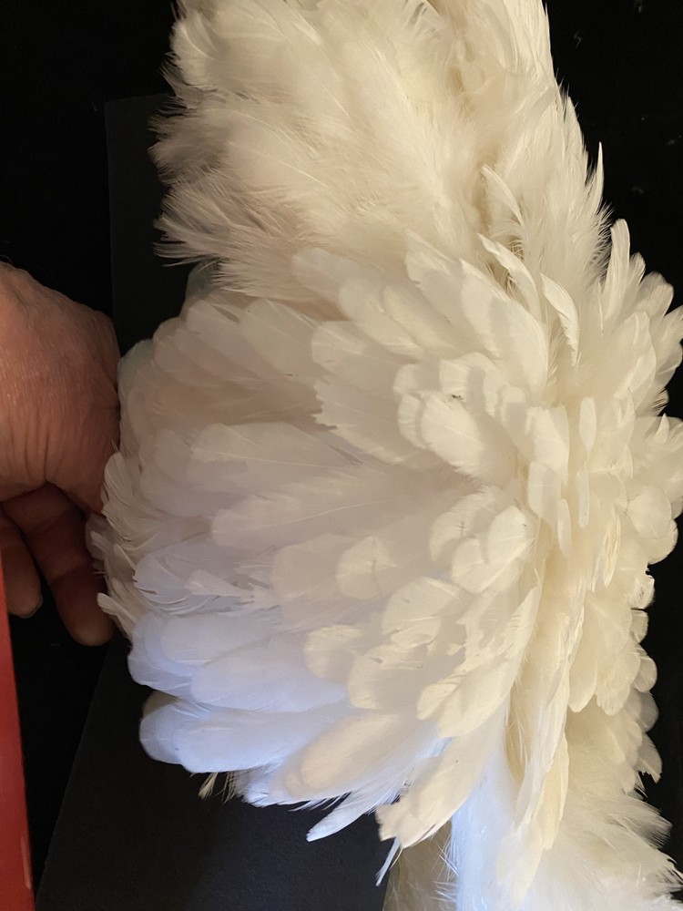 Chevron Hackles Hen Saddle Complete