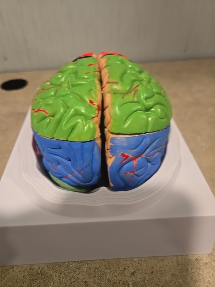 Life Size Human Brain
