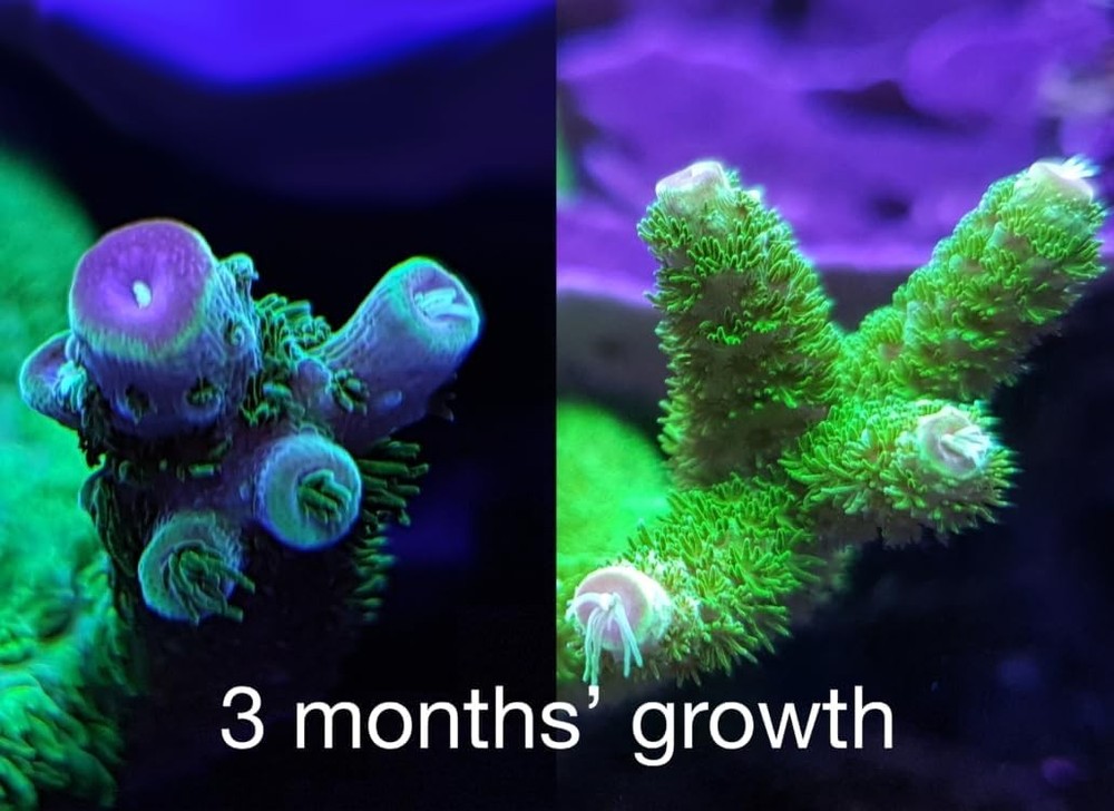 Complete Nutrition for Soft, LPS, SPS Corals